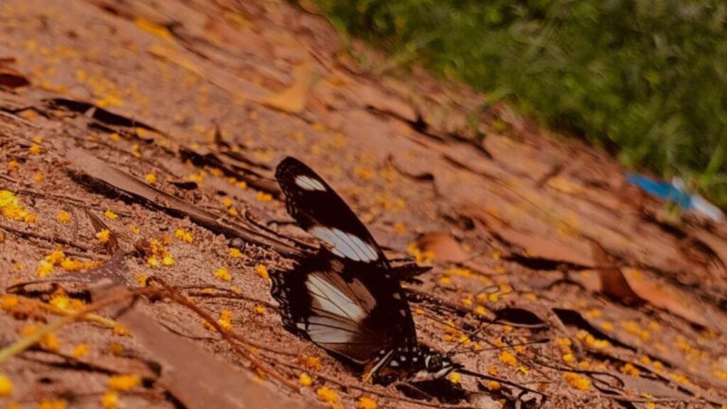 les papillons dans nos jardins